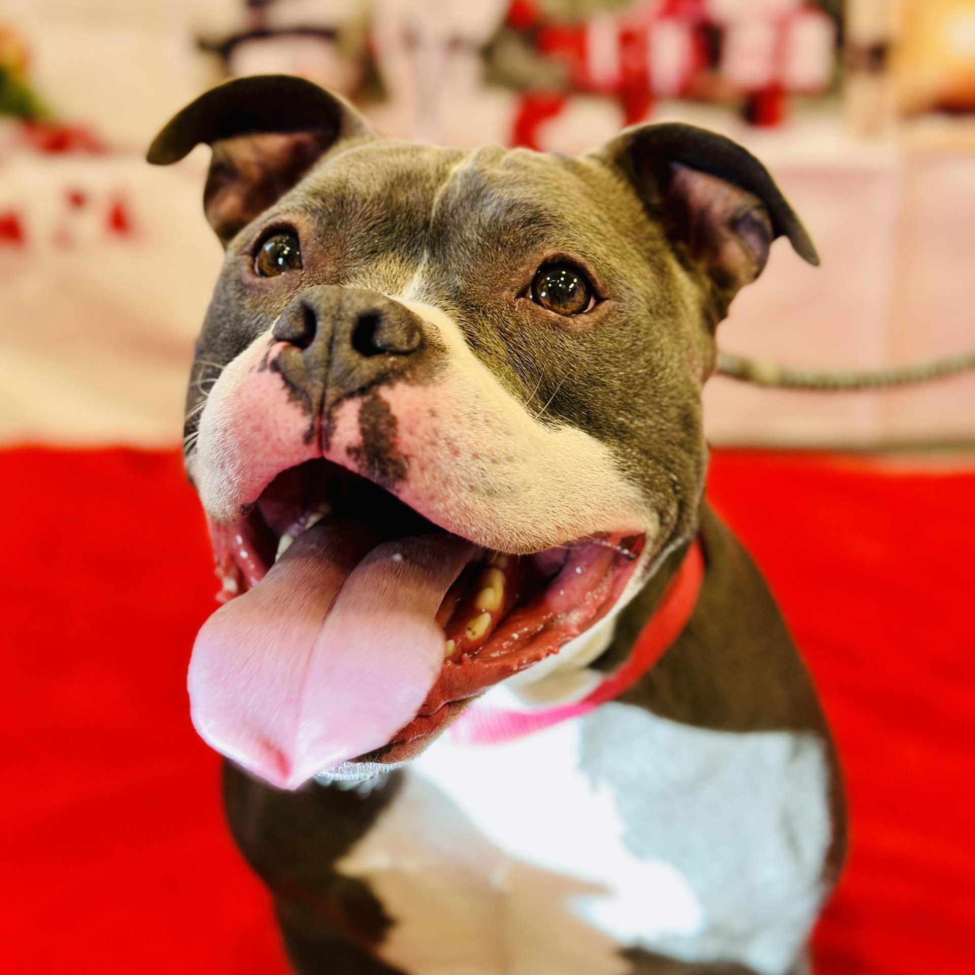 Raven, ADOPTABLE, Adult Female Pit Bull Terrier.