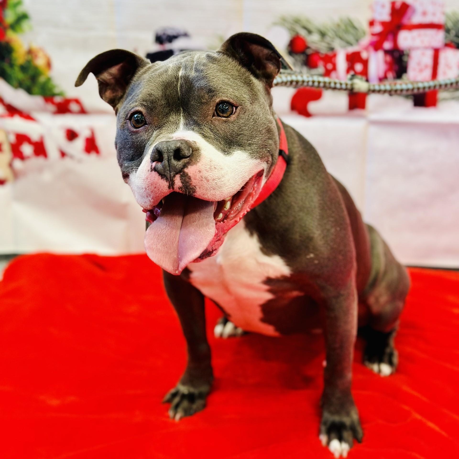 Enlarge Raven, a ADOPTABLE Pit Bull Terrier in Manahawkin, NJ image 2/5