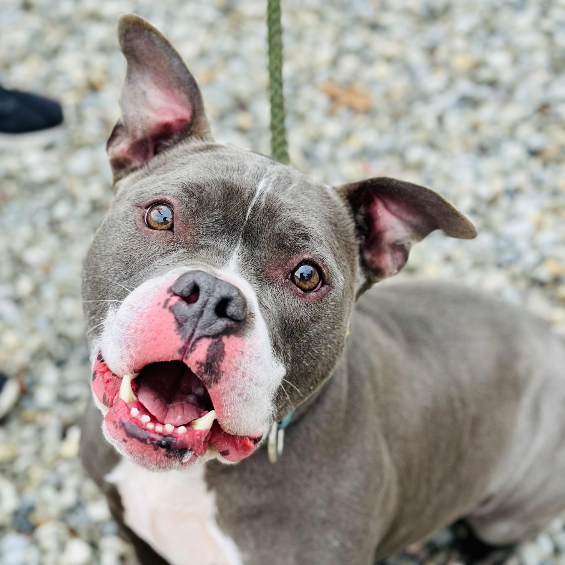 Enlarge Raven, a ADOPTABLE Pit Bull Terrier in Manahawkin, NJ image 3/5