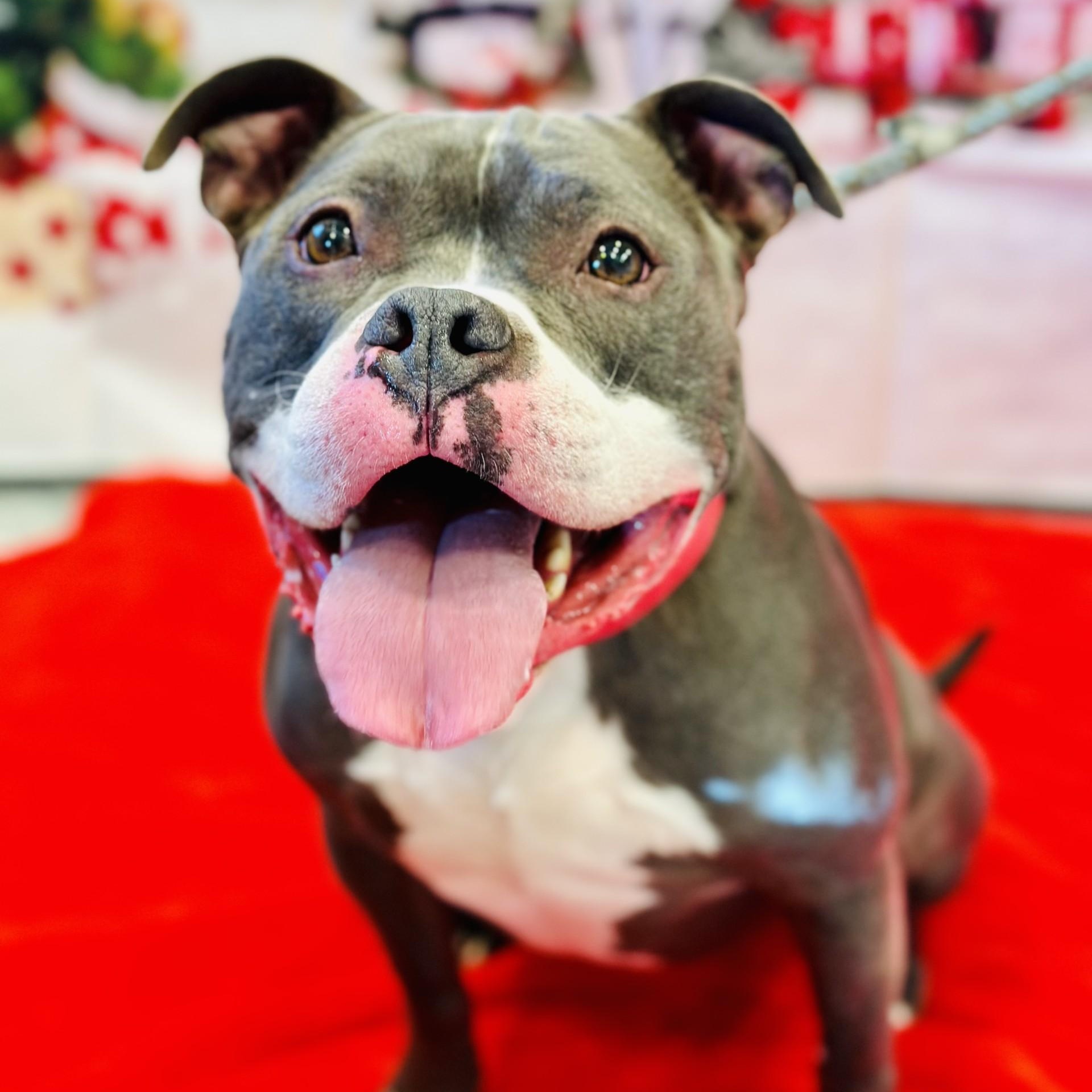 Enlarge Raven, a ADOPTABLE Pit Bull Terrier in Manahawkin, NJ image 4/5