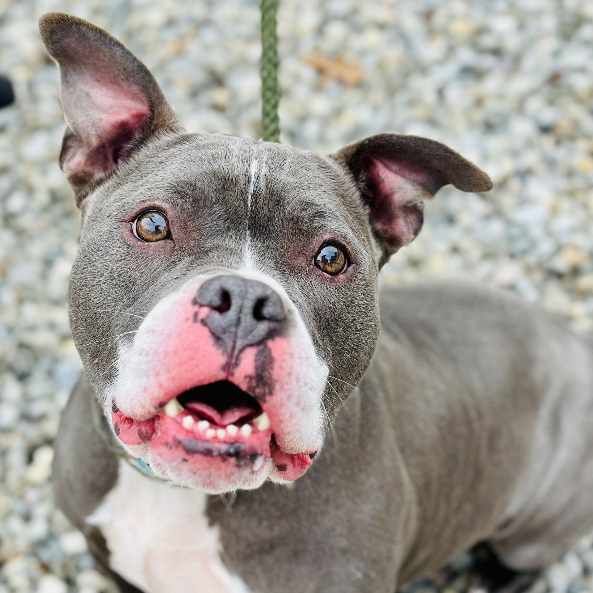 Enlarge Raven, a ADOPTABLE Pit Bull Terrier in Manahawkin, NJ image 5/5