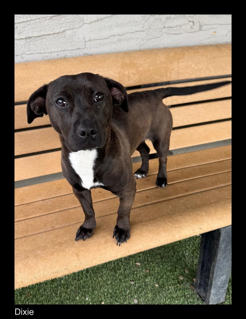 Dixie, Adoptable, Young Female Staffordshire Bull Terrier & Dachshund.