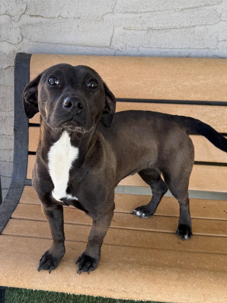 Enlarge Dixie, a Adoptable mixed breed in Chino Valley, AZ image 2/3