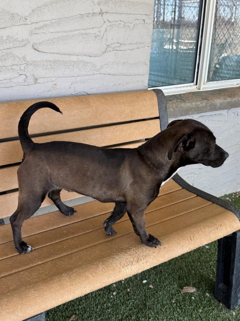 Enlarge Dixie, a Adoptable mixed breed in Chino Valley, AZ image 3/3