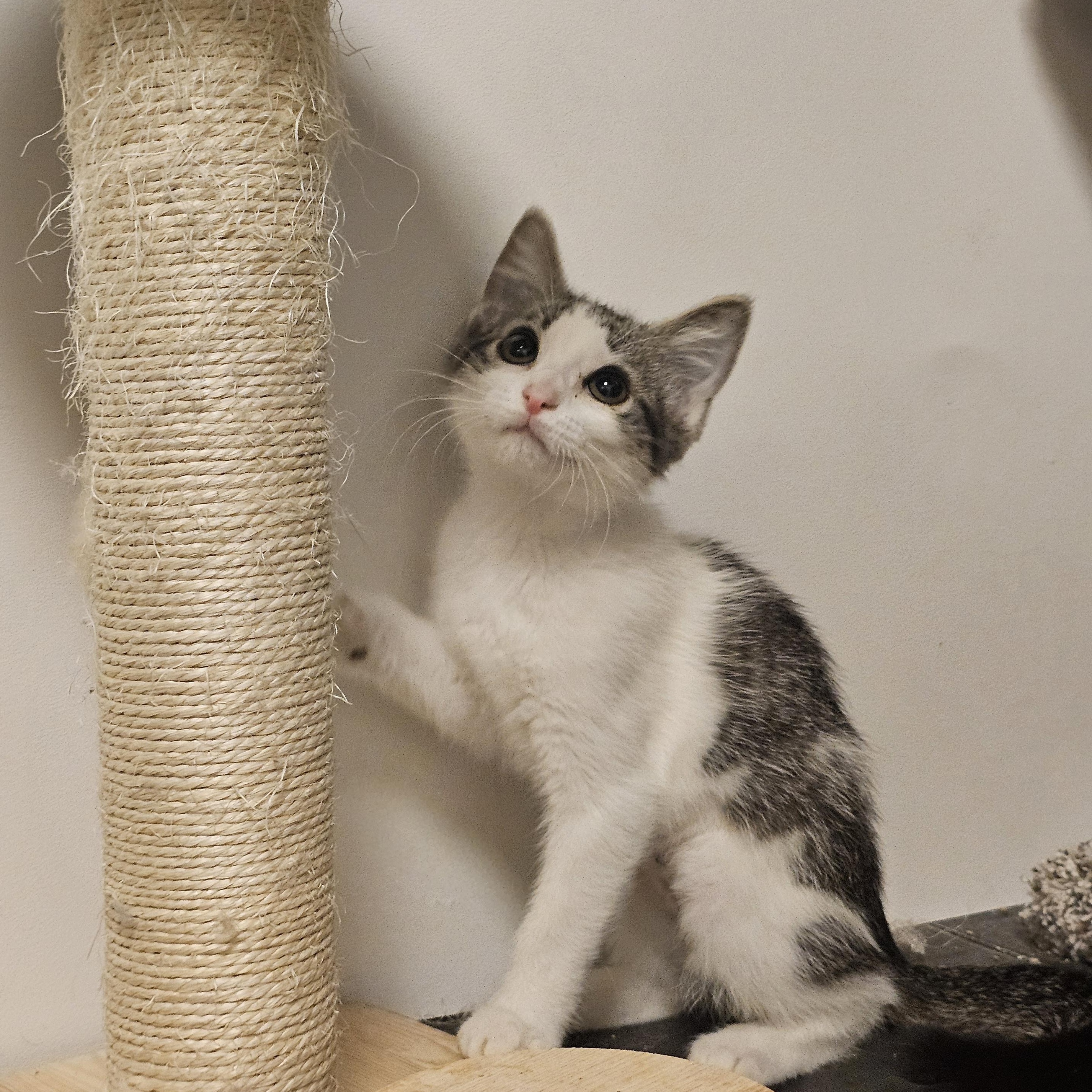 Mia, Baby Female Domestic Short Hair