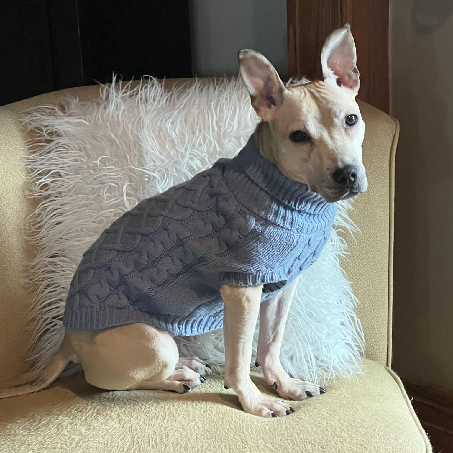 Saylor, ADOPTABLE, Young Female Mixed Breed & Pit Bull Terrier.