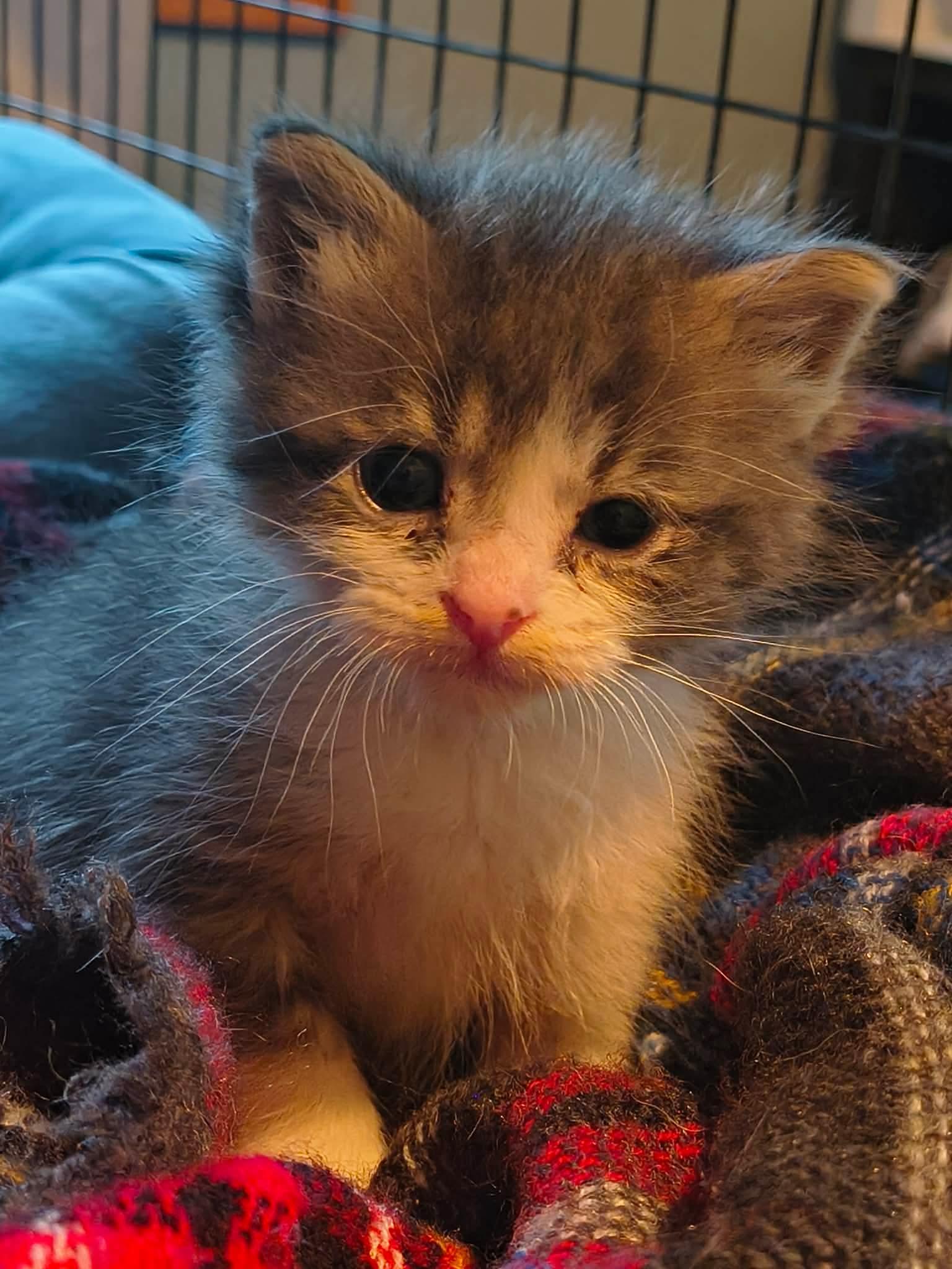 Enlarge Little Bit, a Adoptable Domestic Short Hair in Stover, MO image 1/3