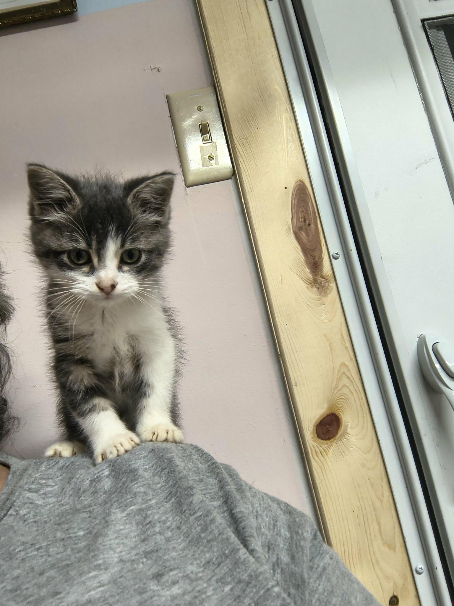 Enlarge Little Bit, a Adoptable Domestic Short Hair in Stover, MO image 3/3