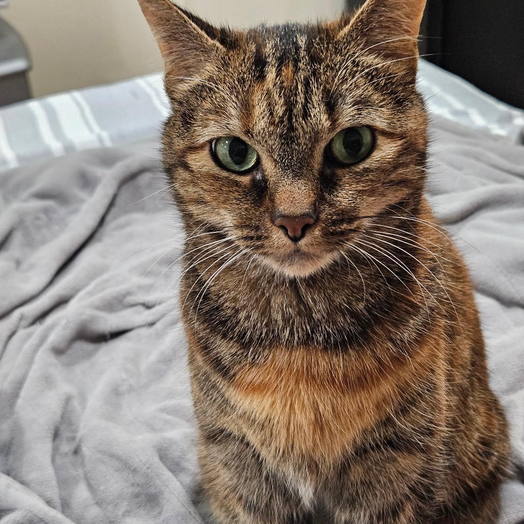 Bella, a Adoptable mixed breed in Arlington, VA image 2/3