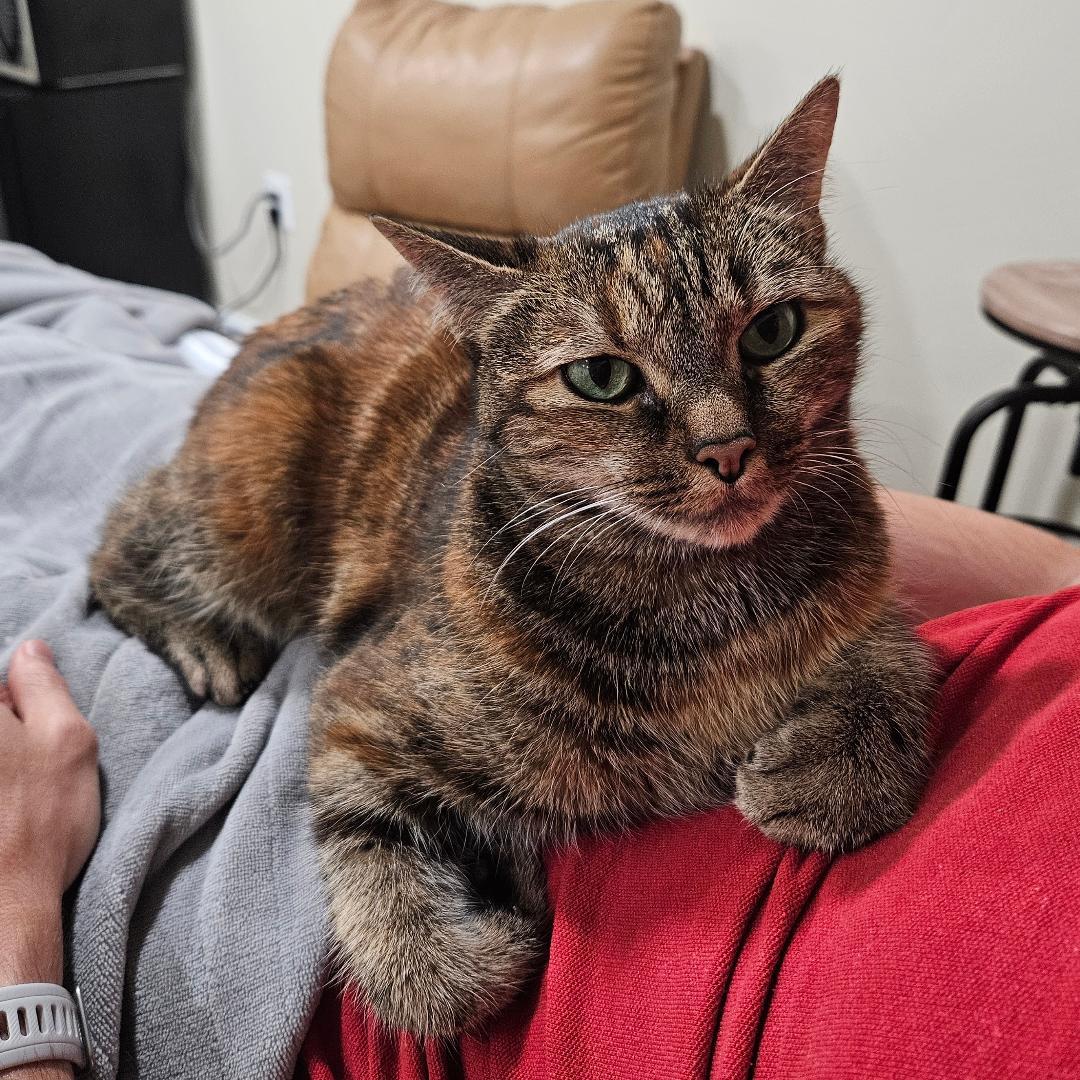 Bella, a Adoptable mixed breed in Arlington, VA image 3/3