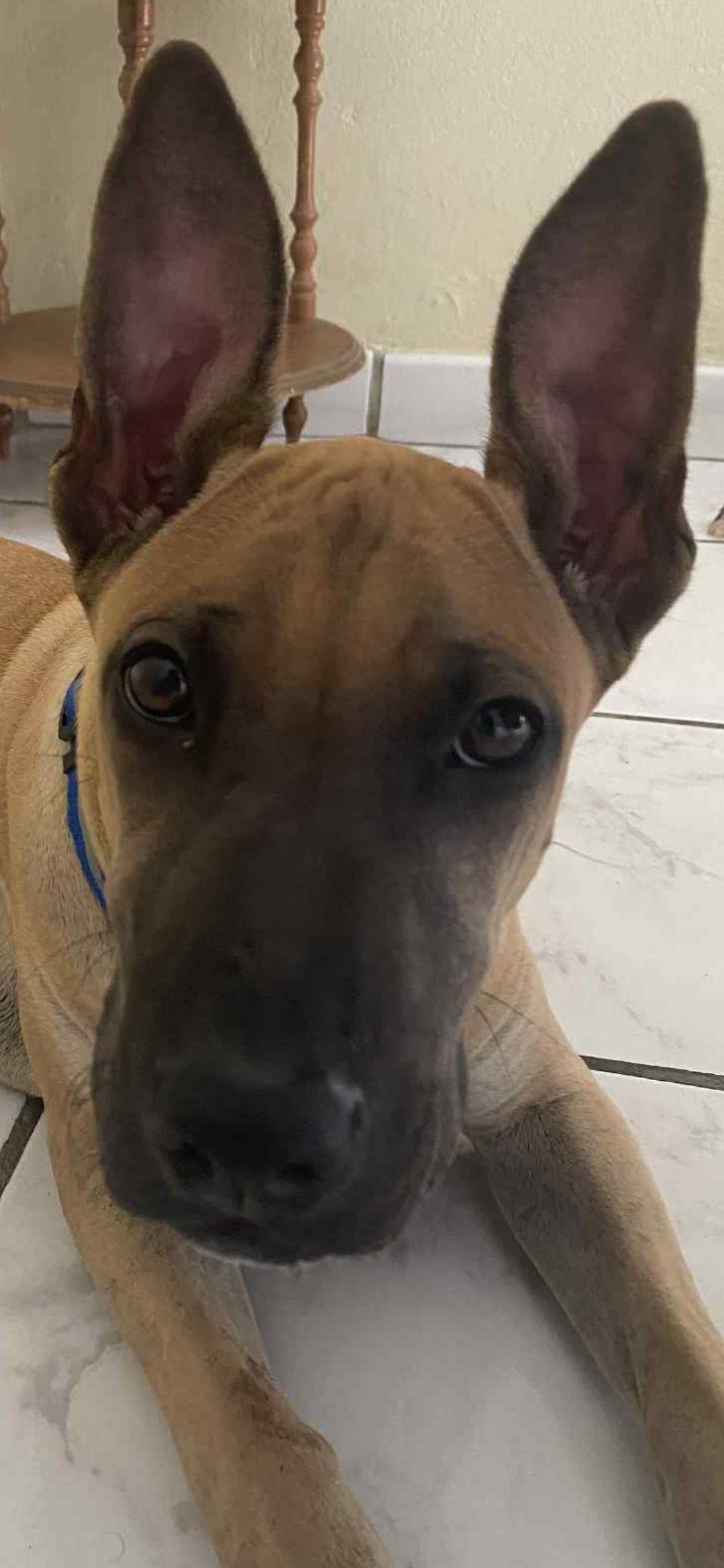 Milo