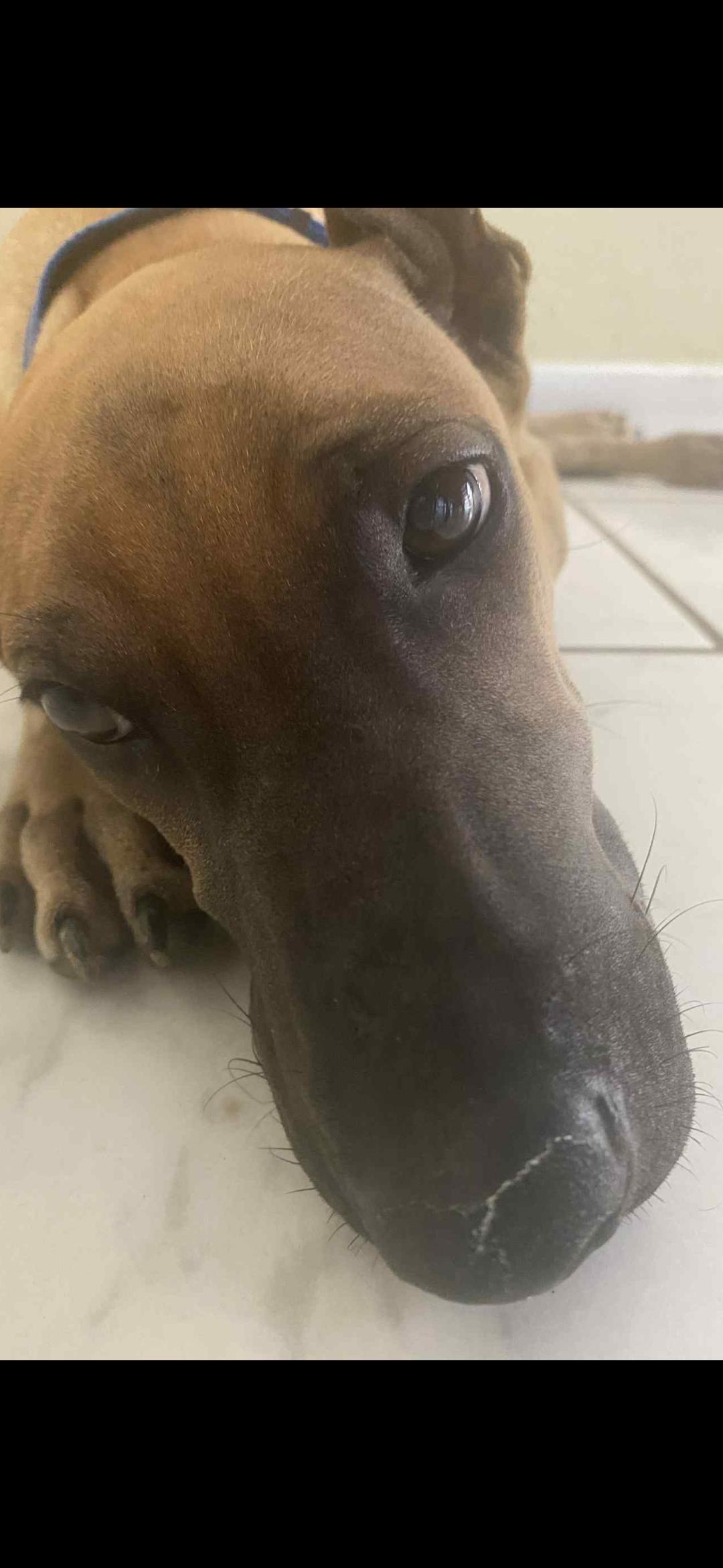 Milo