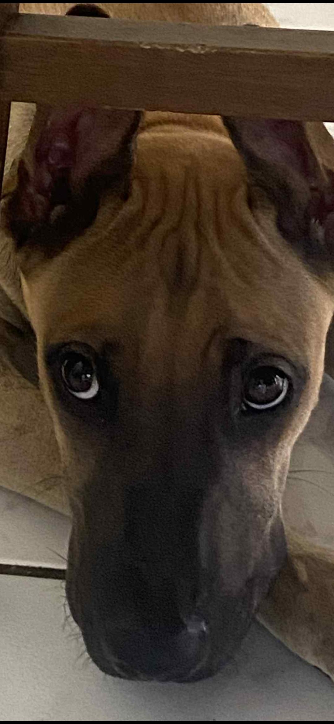 Milo