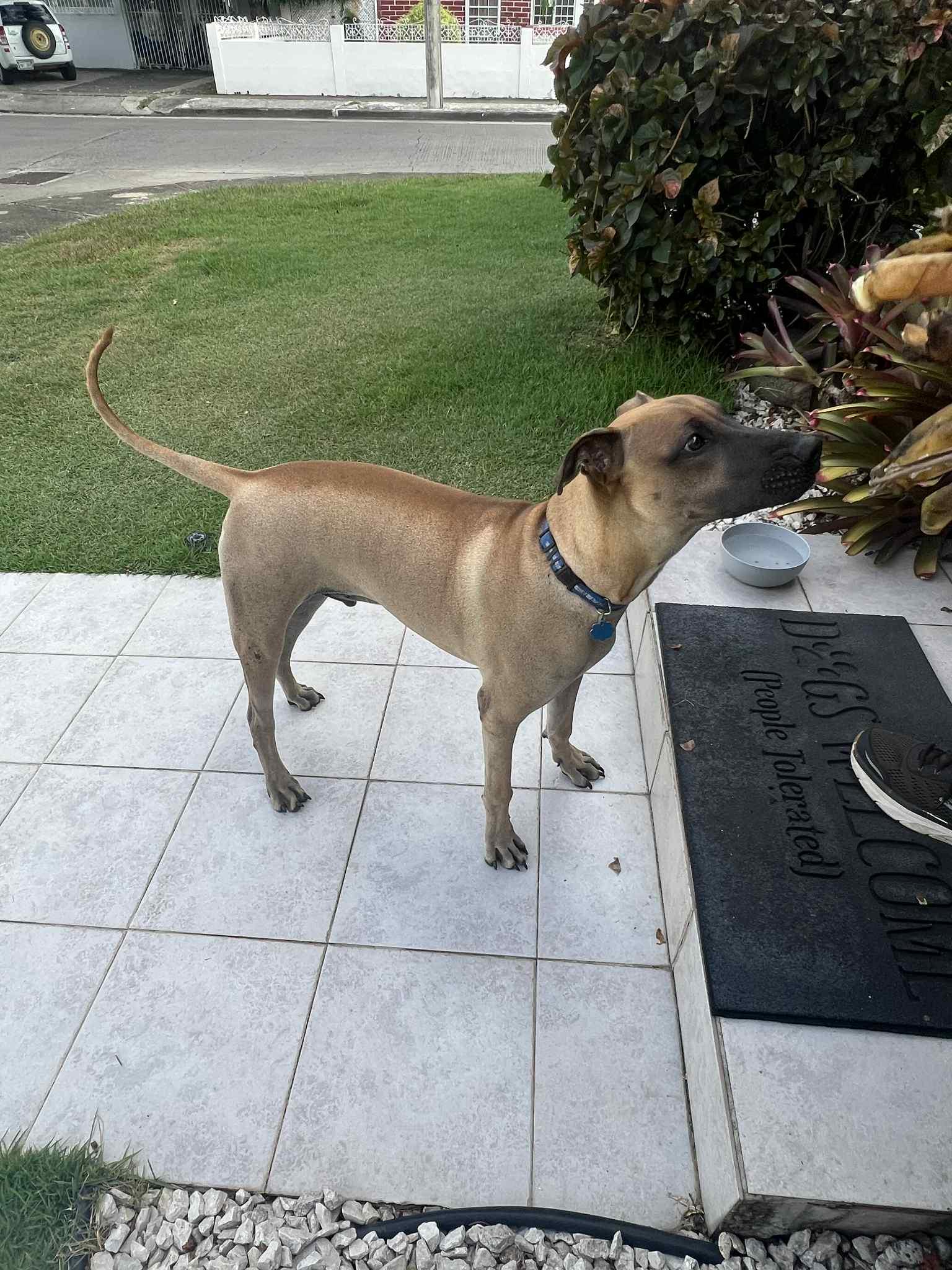 Milo