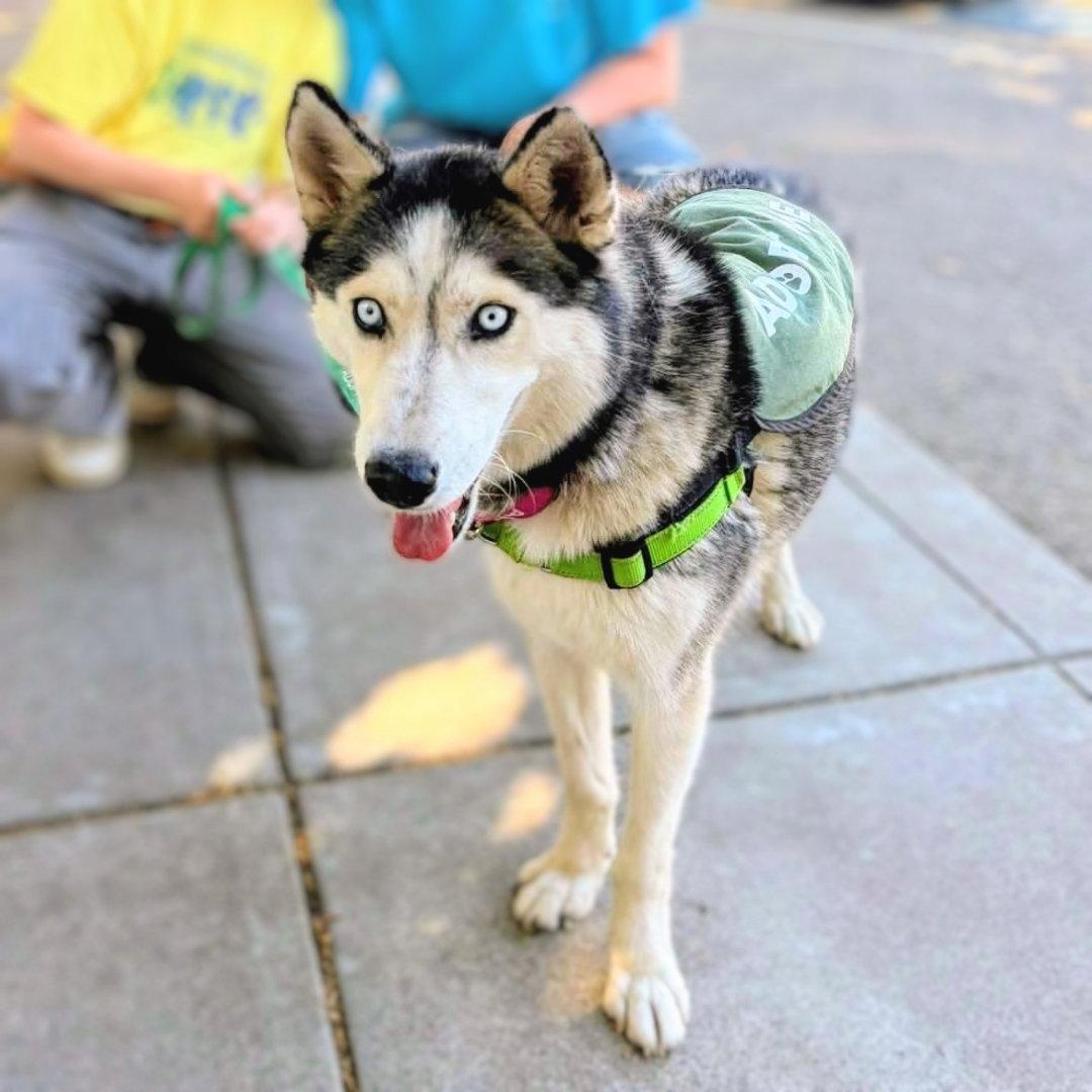 Enlarge Nita, a Adoptable Siberian Husky in Oakland, CA image 1/3