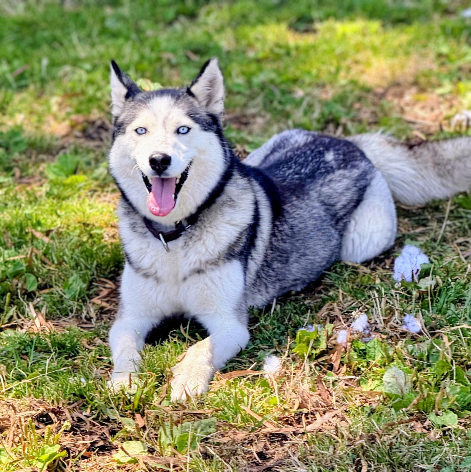 Enlarge Nita, a Adoptable Siberian Husky in Oakland, CA image 2/3
