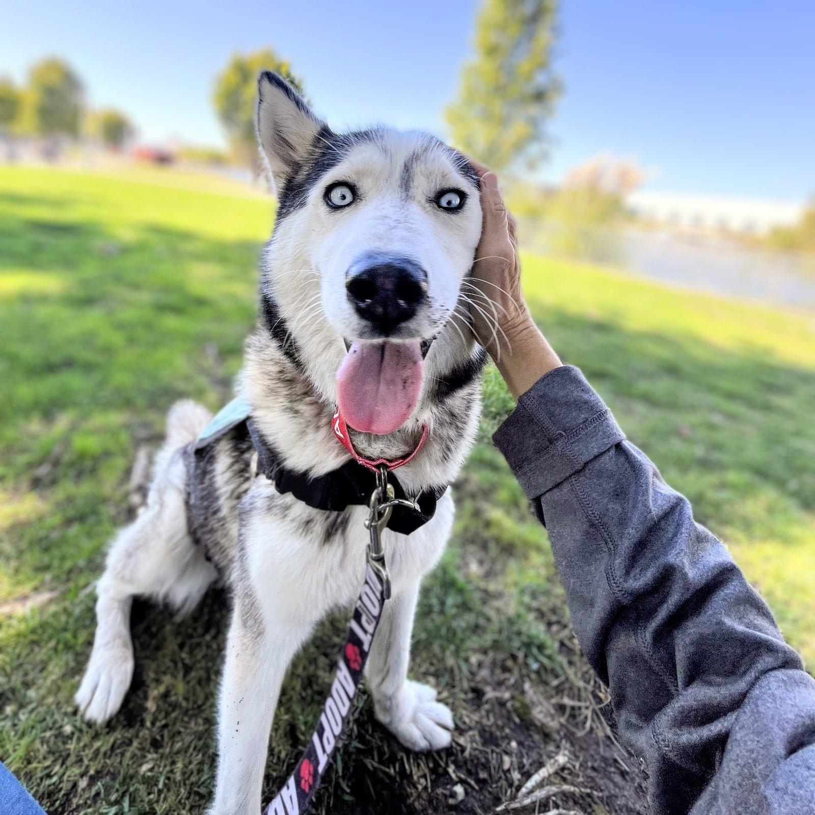 Enlarge Nita, a Adoptable Siberian Husky in Oakland, CA image 3/3