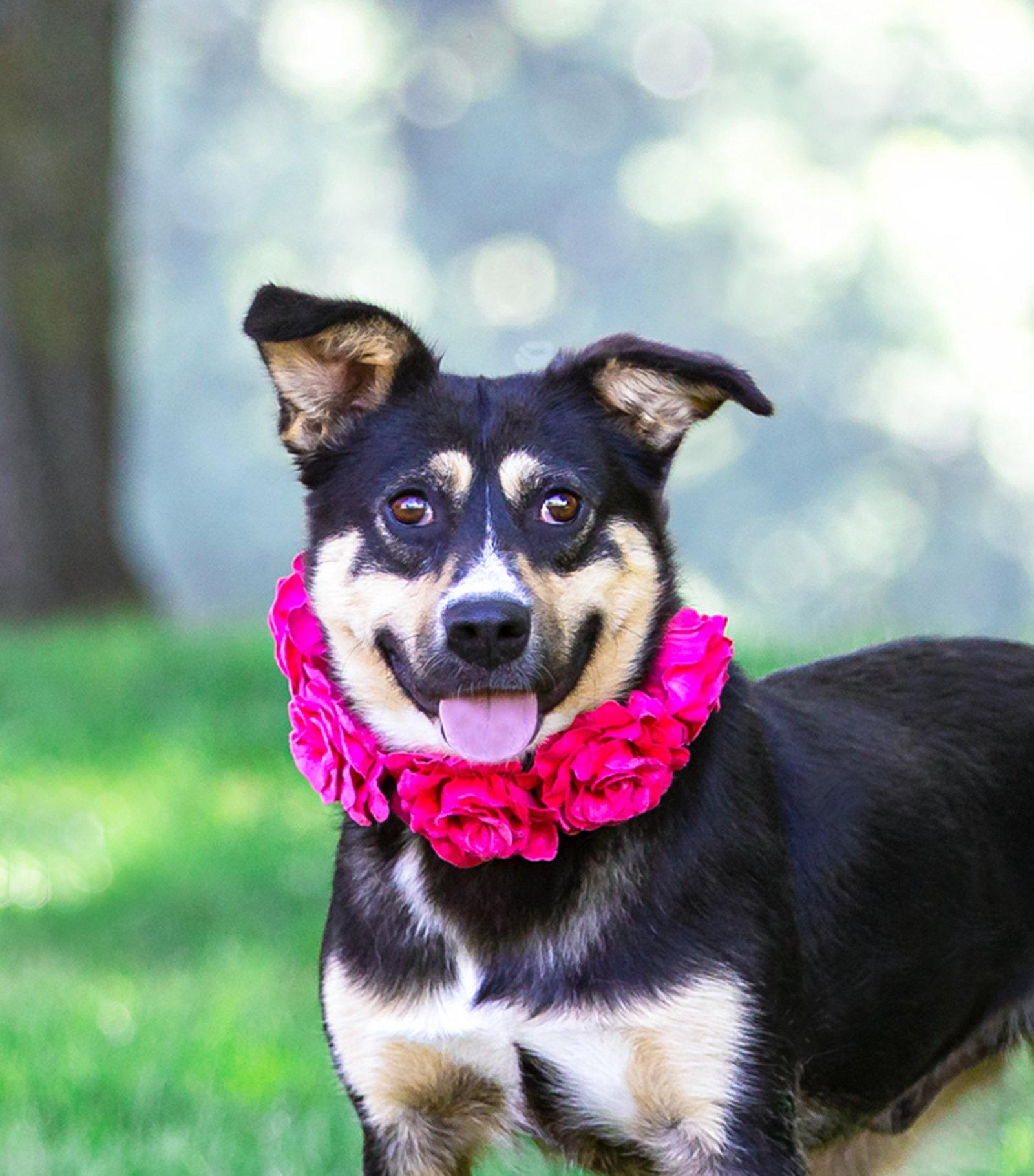 Sally, Adoptable, Young Female Australian Cattle Dog / Blue Heeler.