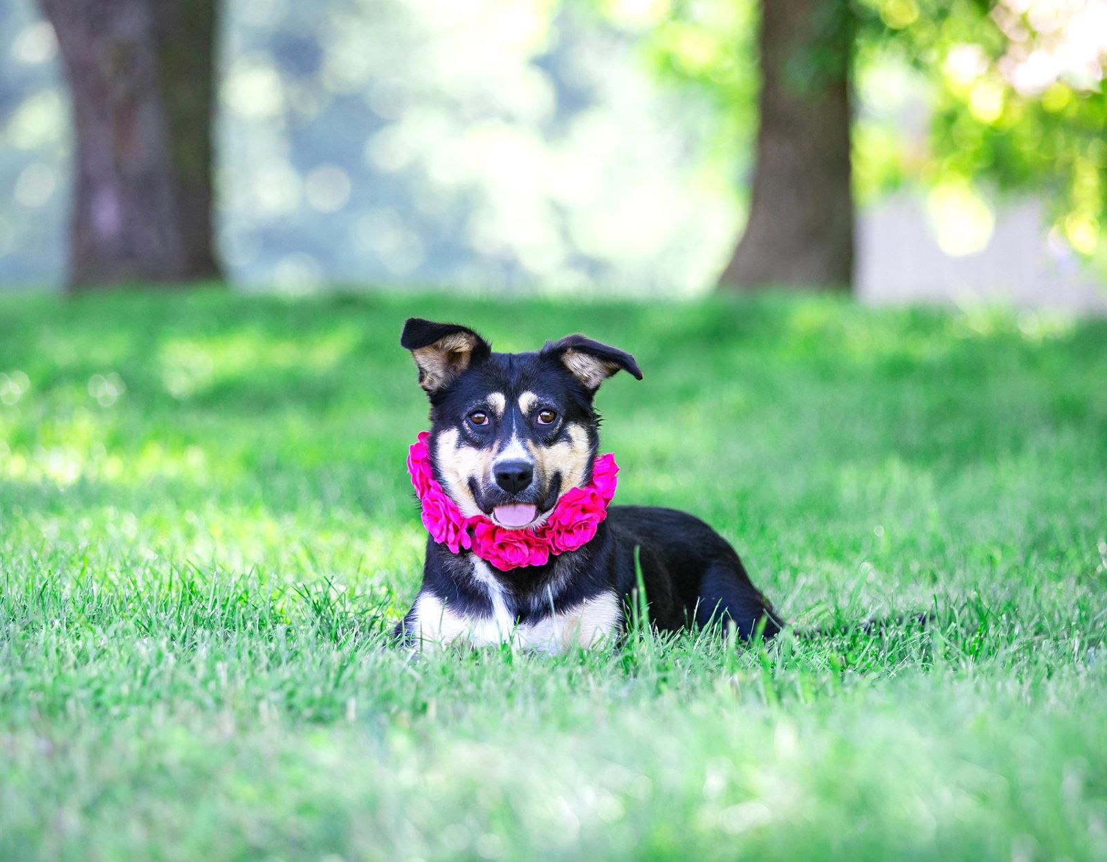 Enlarge Sally, a Adoptable Australian Cattle Dog / Blue Heeler in Coatesville, PA image 2/3