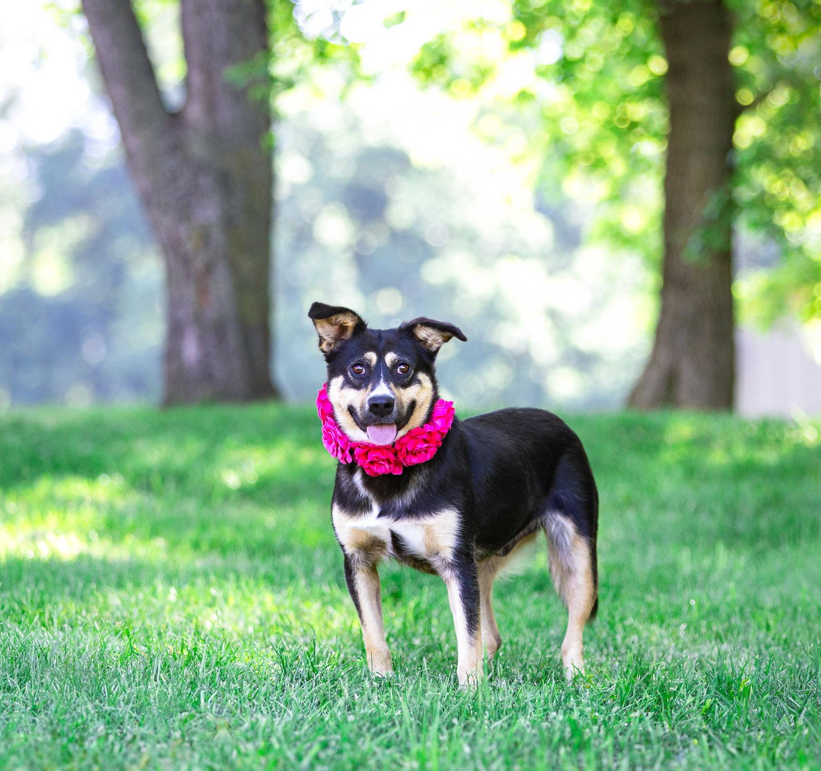 Enlarge Sally, a Adoptable Australian Cattle Dog / Blue Heeler in Coatesville, PA image 3/3
