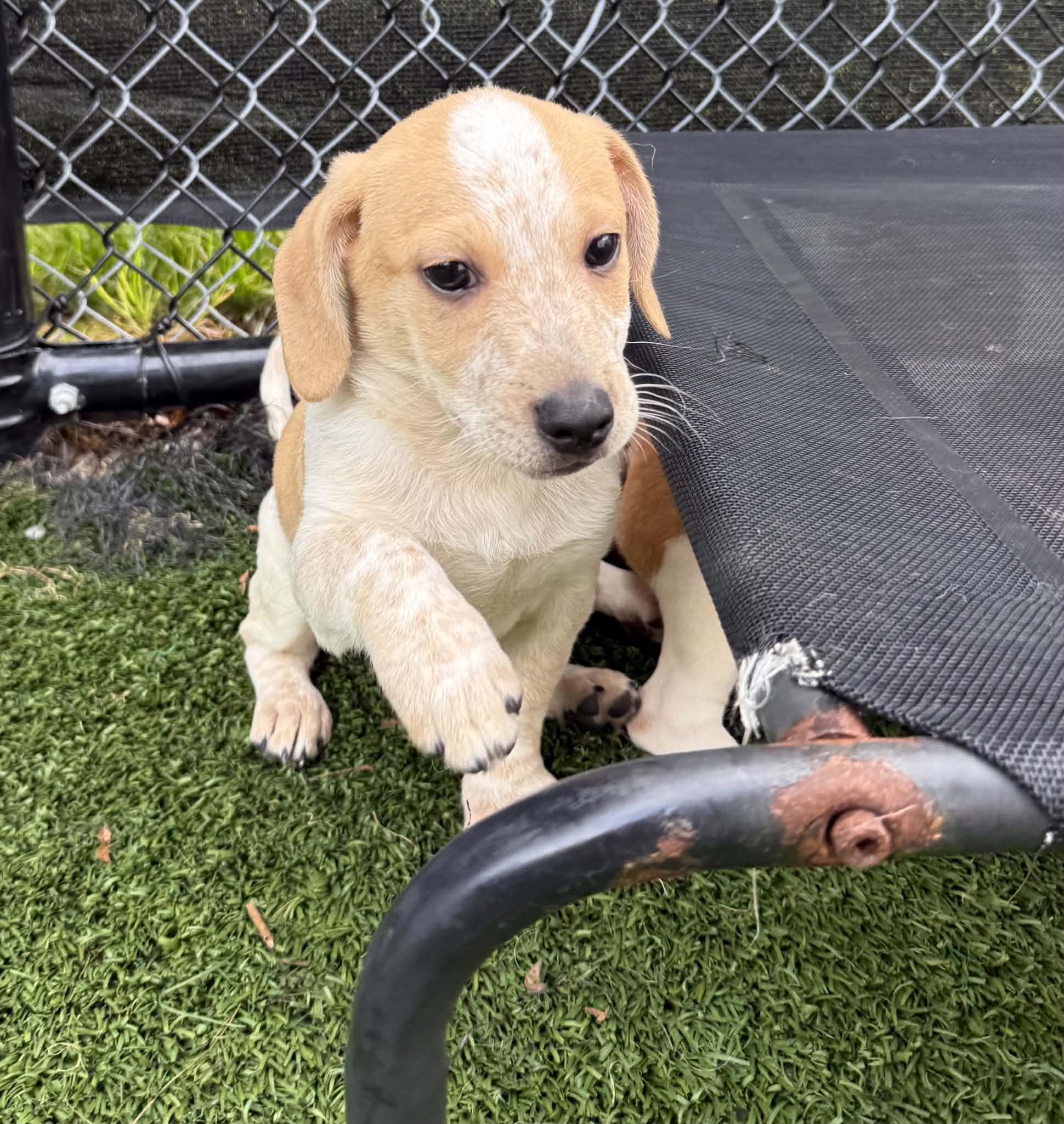 Rutabaga, an adopted mixed breed in Groton, CT image 2/4