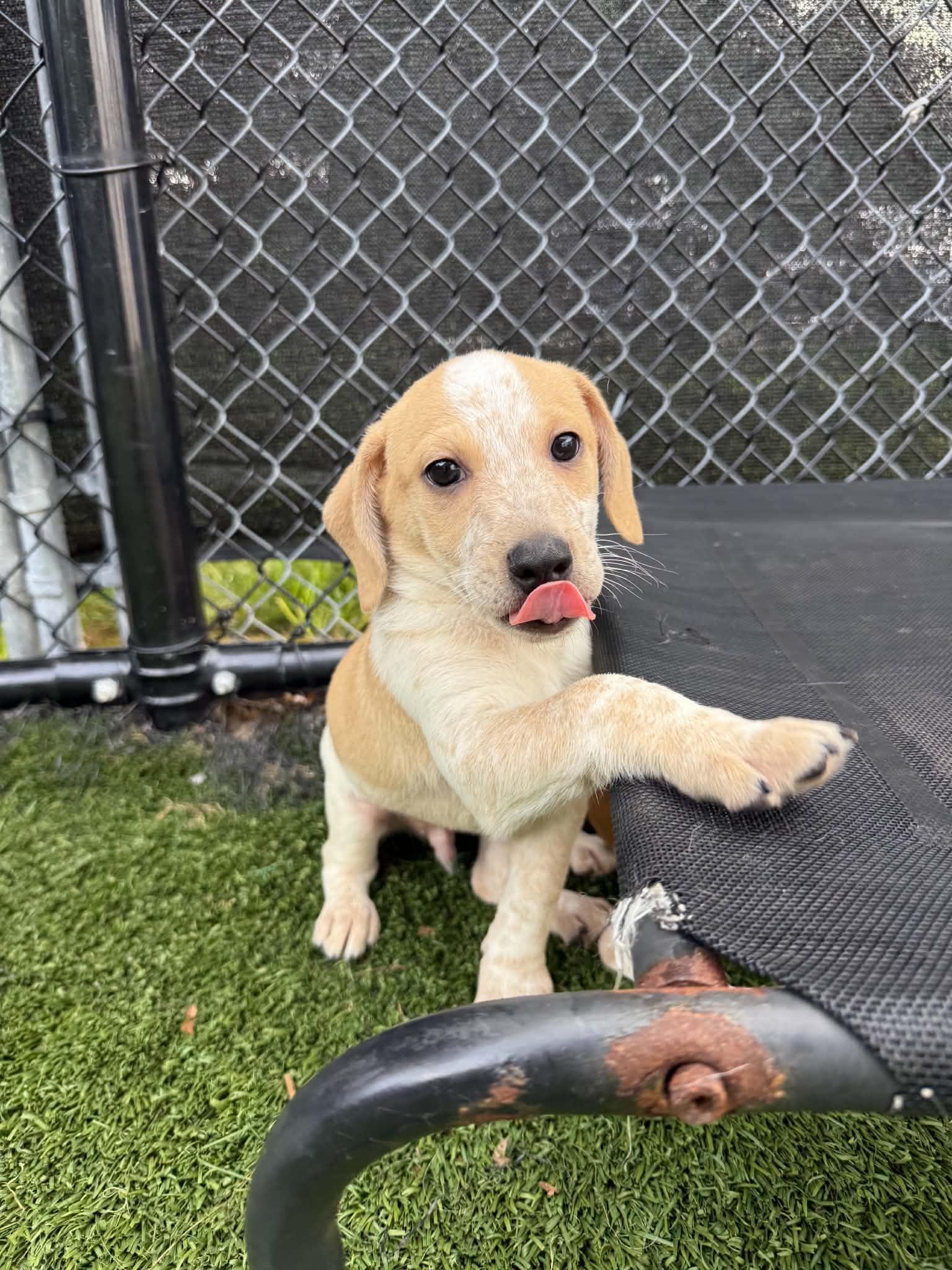 Rutabaga, an adopted mixed breed in Groton, CT image 3/4