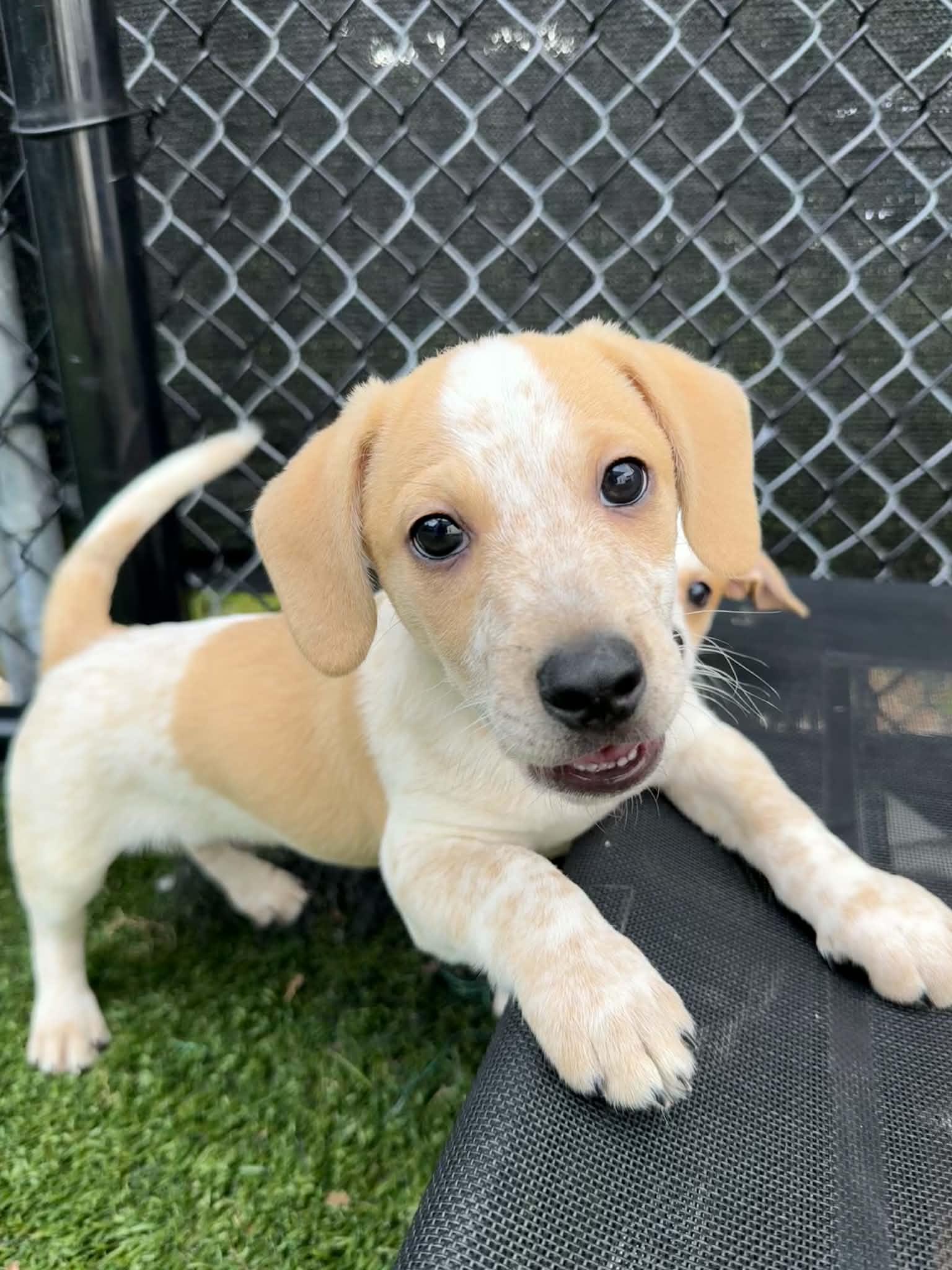 Rutabaga, adopted, Puppy Male Beagle.