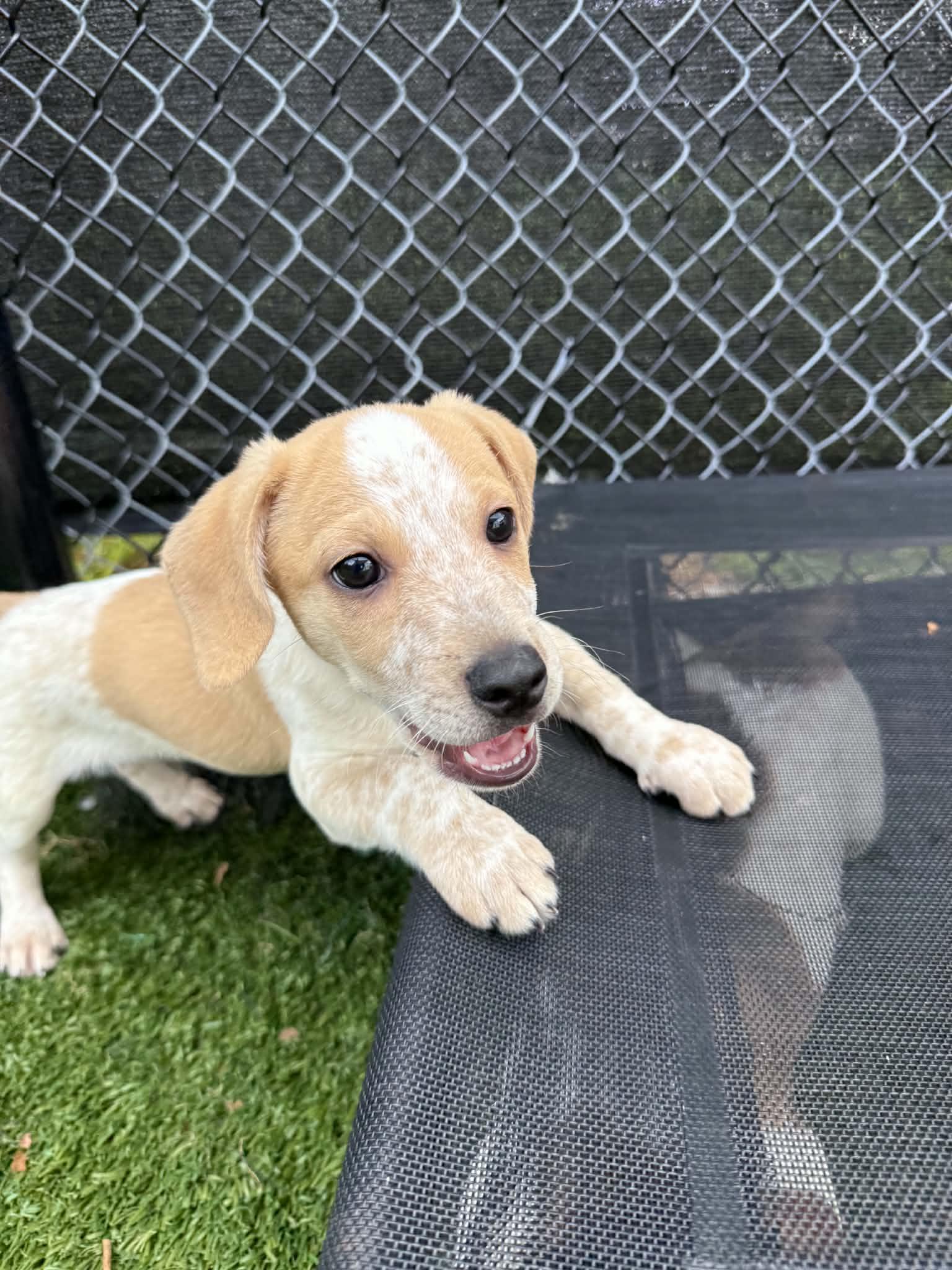 Rutabaga, an adopted mixed breed in Groton, CT image 4/4
