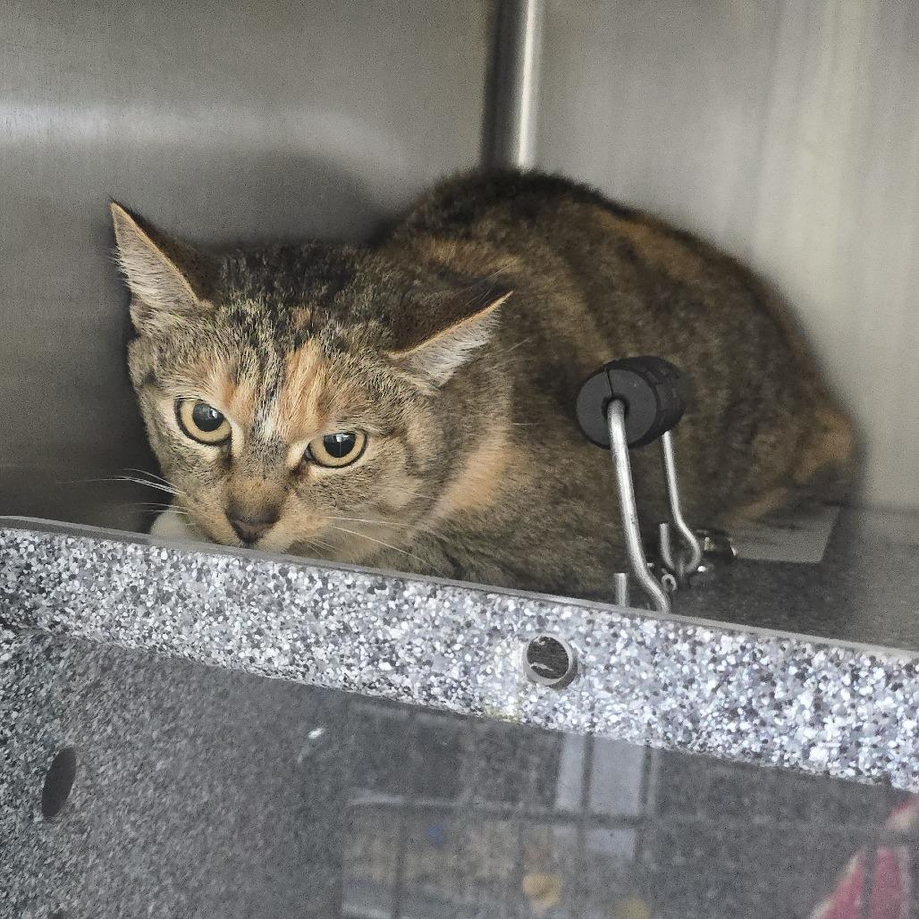 Enid 26-0140, Adoptable, Adult Female Domestic Short Hair.