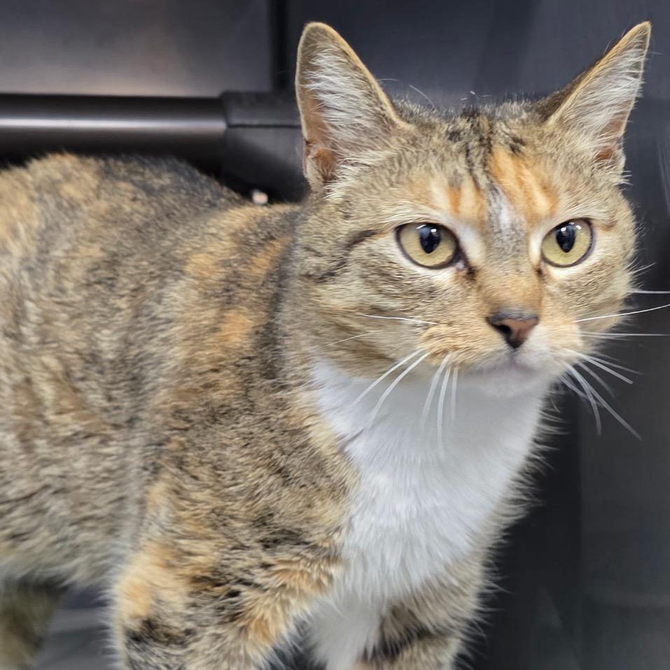 Enlarge Enid 26-0140, a Adoptable Domestic Short Hair in Yanceyville, NC image 2/2