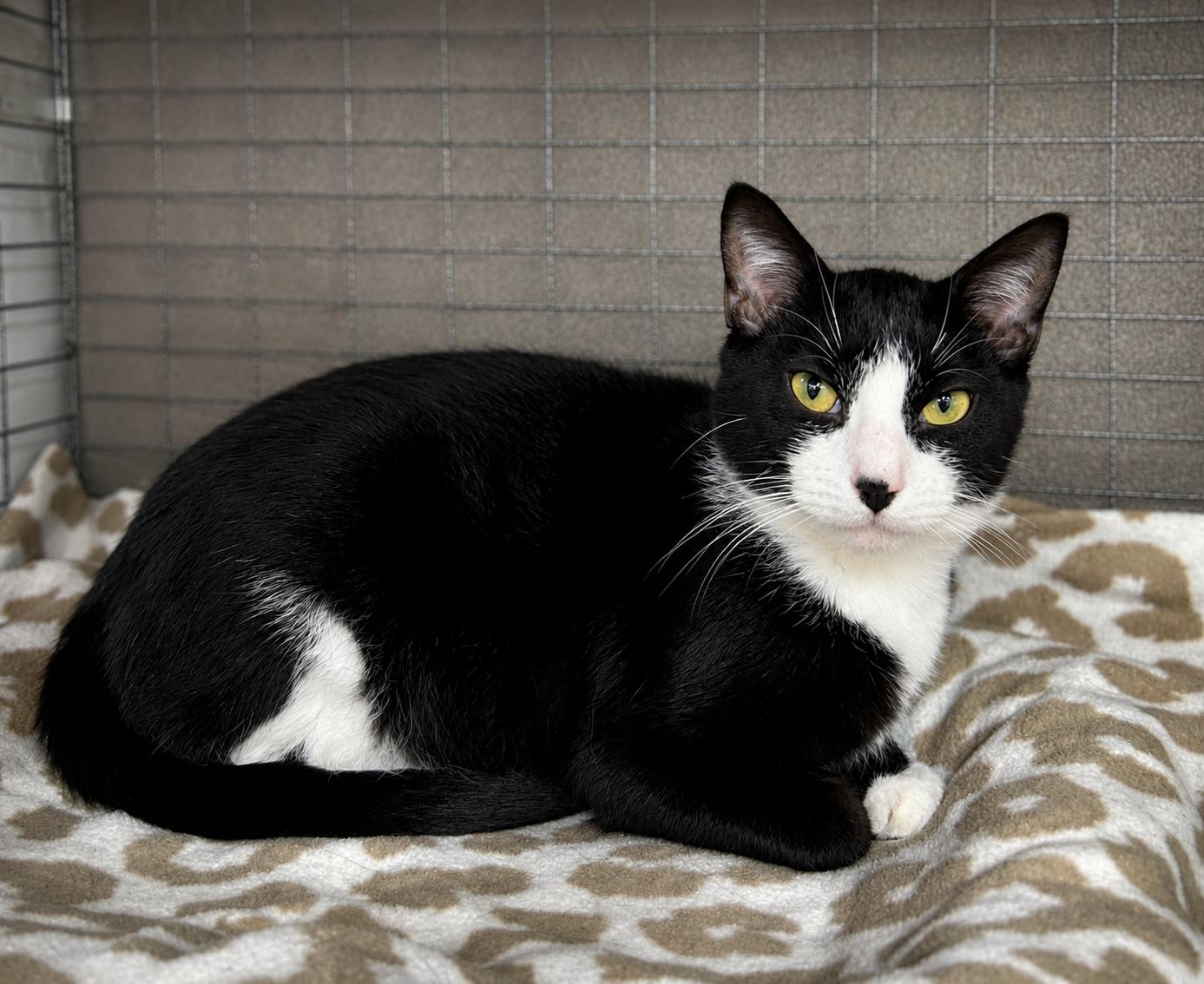 Omar, a ADOPTABLE Domestic Short Hair in Avon, OH image 1/2