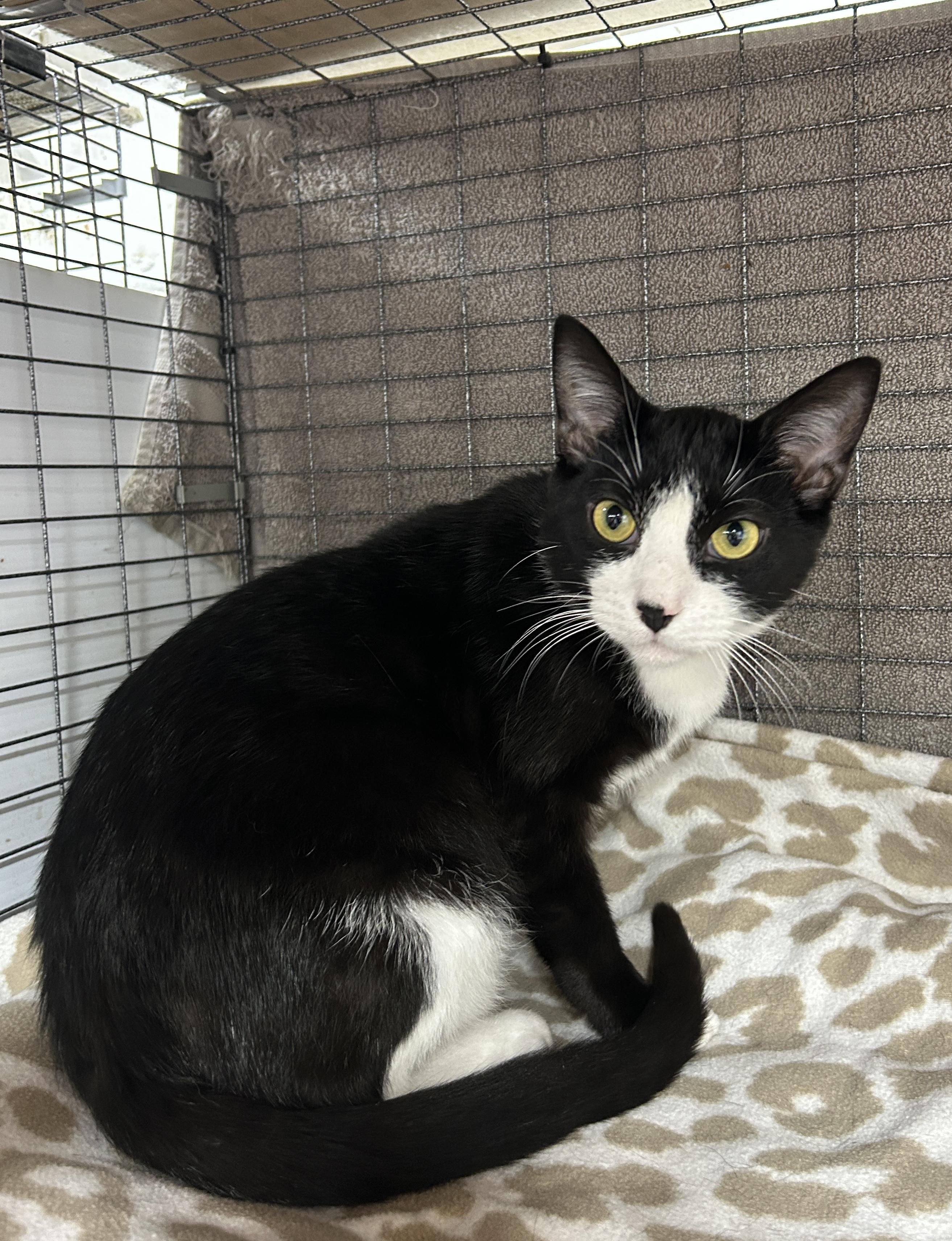 Omar, a ADOPTABLE Domestic Short Hair in Avon, OH image 2/2