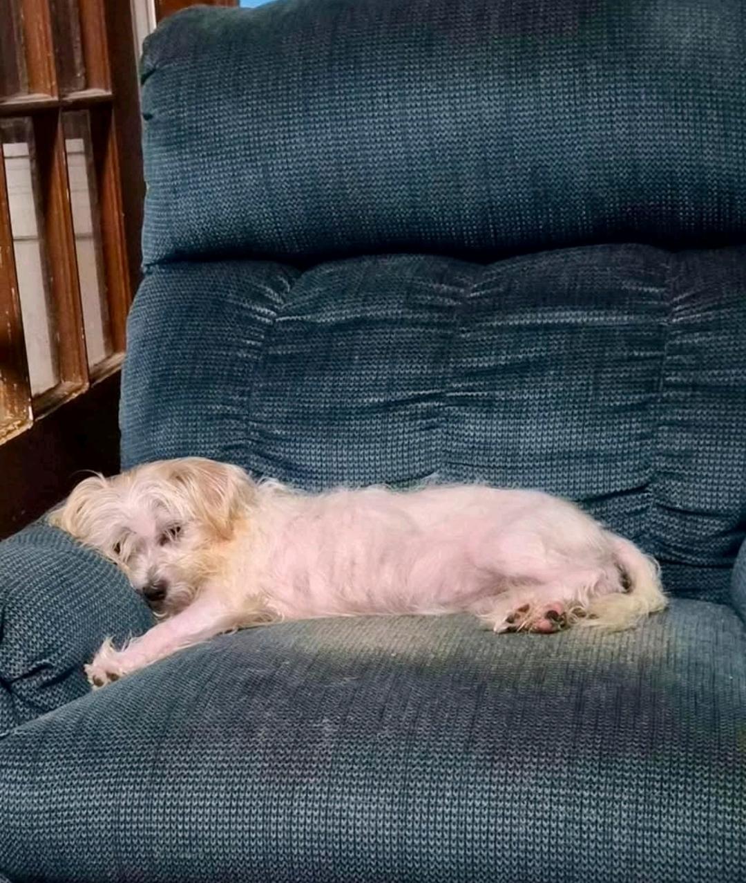 Enlarge Princess-maltese/terrier mix, a Adopted mixed breed in Hamburg, NY image 4/6