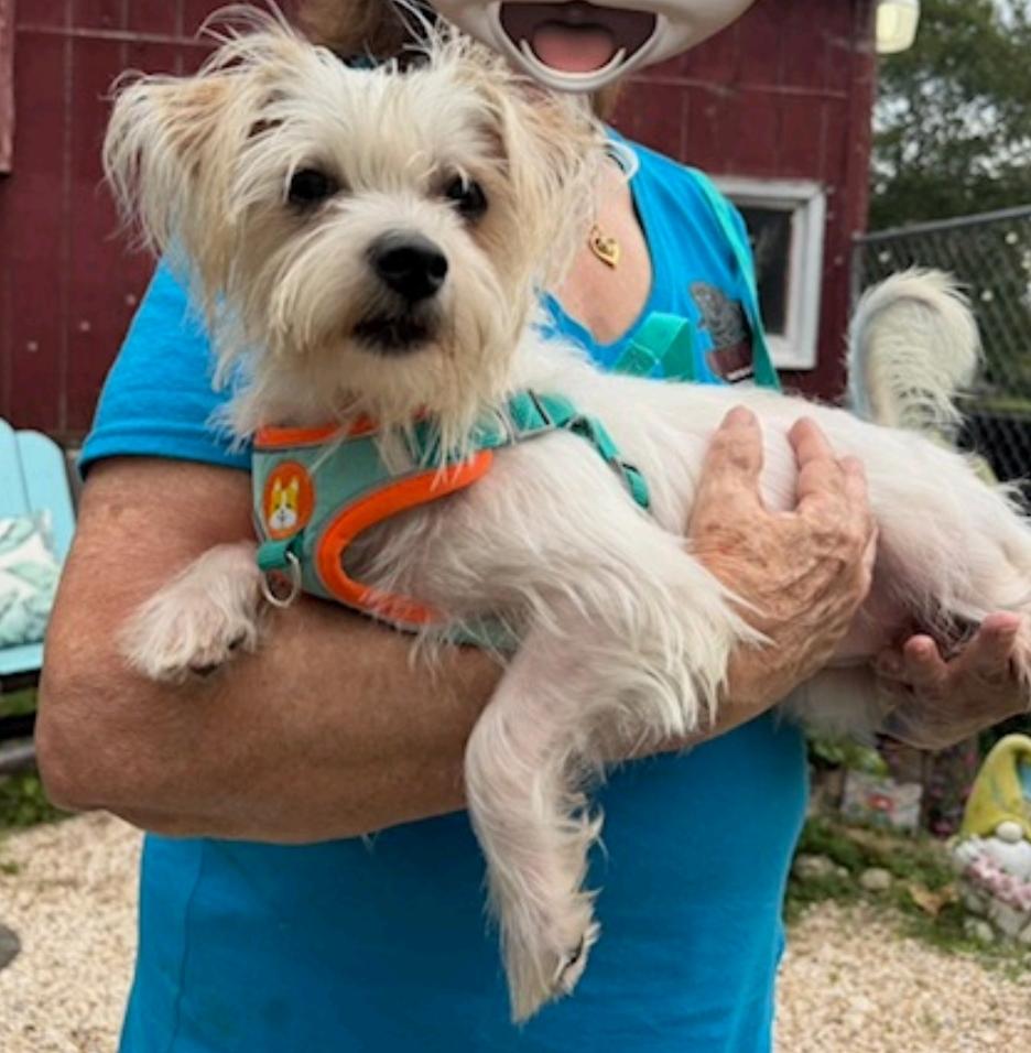 Enlarge Princess-maltese/terrier mix, a Adopted mixed breed in Hamburg, NY image 6/6