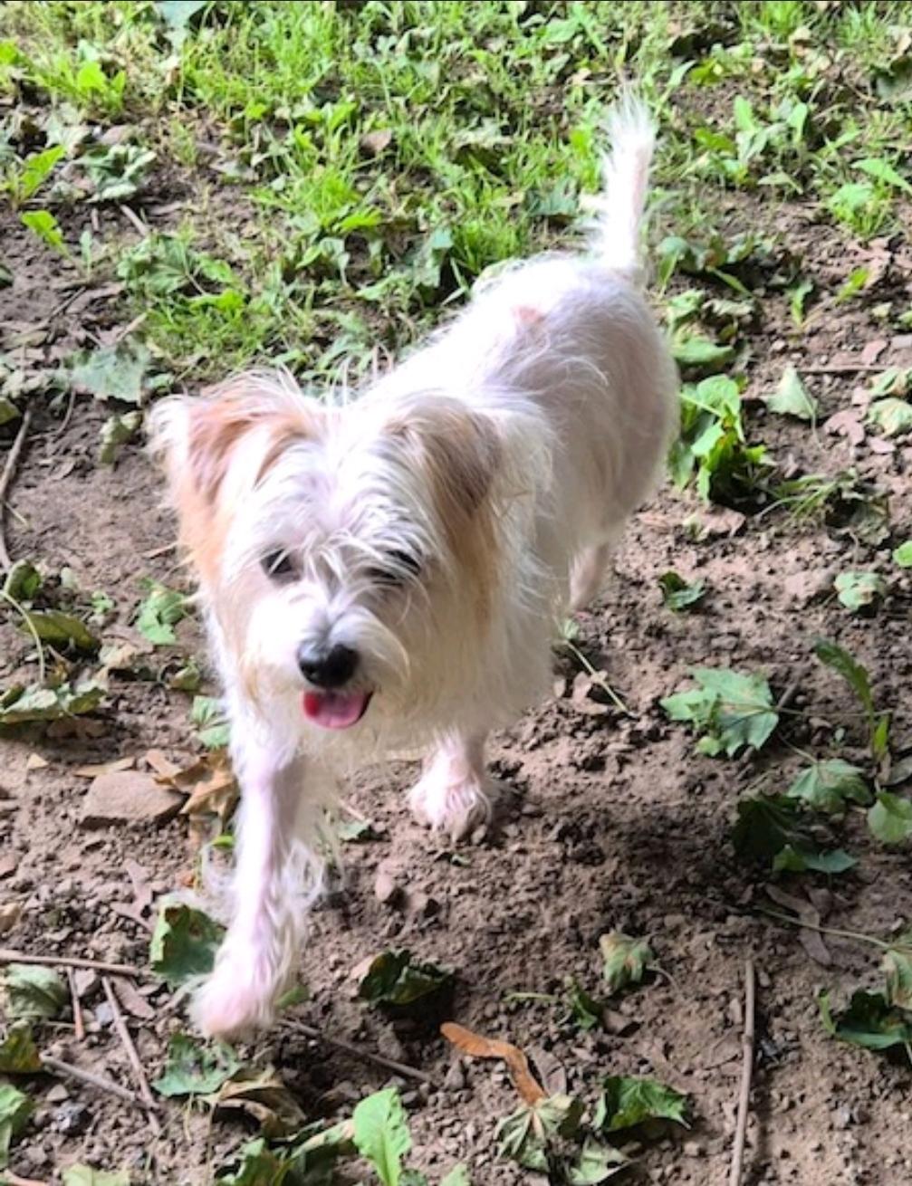 Enlarge Princess-maltese/terrier mix, a Adopted mixed breed in Hamburg, NY image 3/6