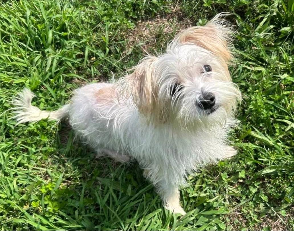 Princess-maltese/terrier mix, Adopted, Young Female Maltese & Terrier.