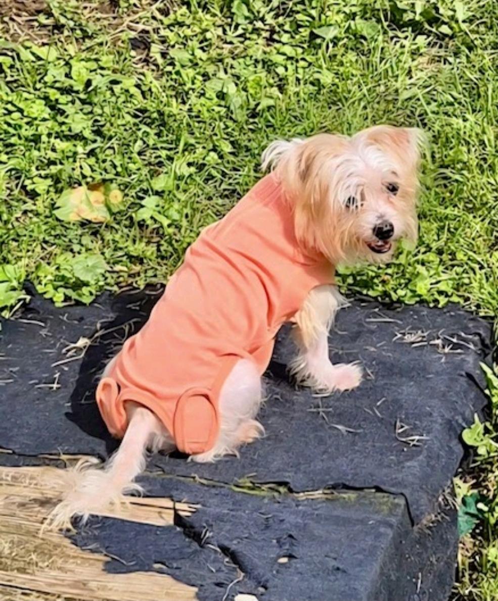 Enlarge Princess-maltese/terrier mix, a Adopted mixed breed in Hamburg, NY image 5/6