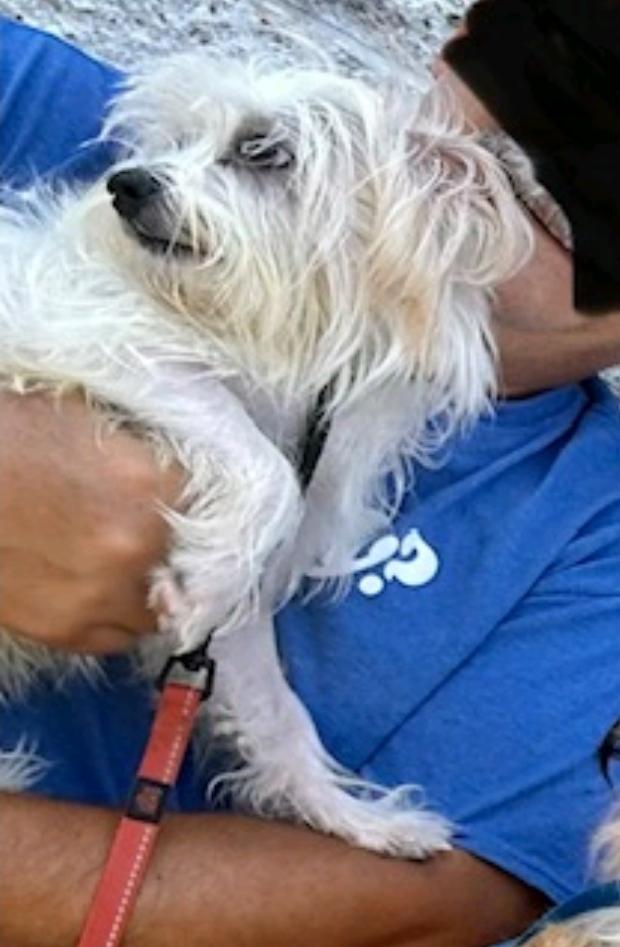 Enlarge Princess-maltese/terrier mix, a Adopted mixed breed in Hamburg, NY image 2/6
