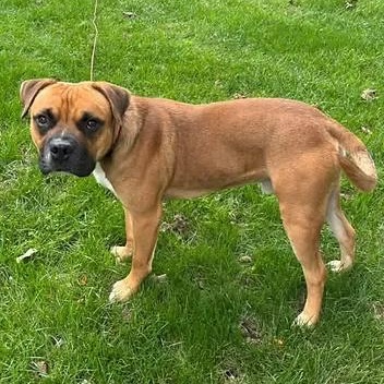 Enlarge Frog, a Adoptable Mixed Breed in Racine, WI image 2/3