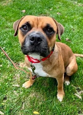 Enlarge Frog, a Adoptable Mixed Breed in Racine, WI image 3/3