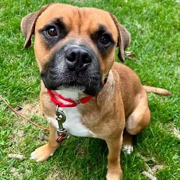 Enlarge Frog, a Adoptable Mixed Breed in Racine, WI image 1/3