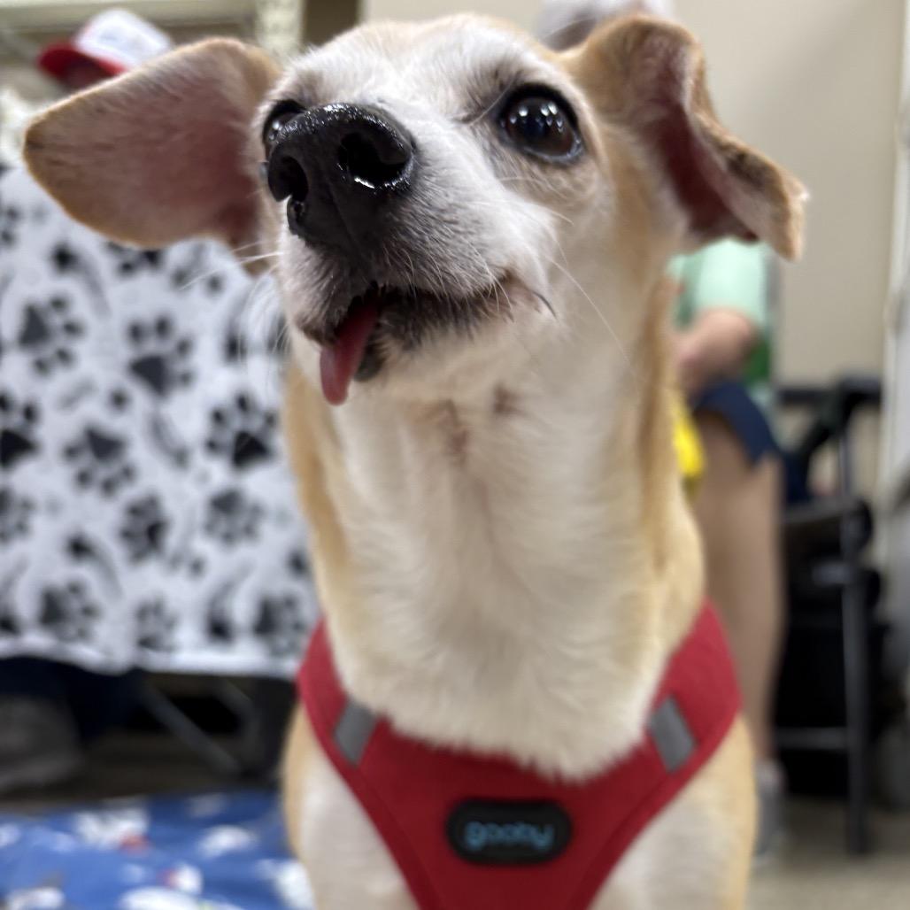 Enlarge Wilbur, a Adoptable mixed breed in Rochester, MN image 1/6