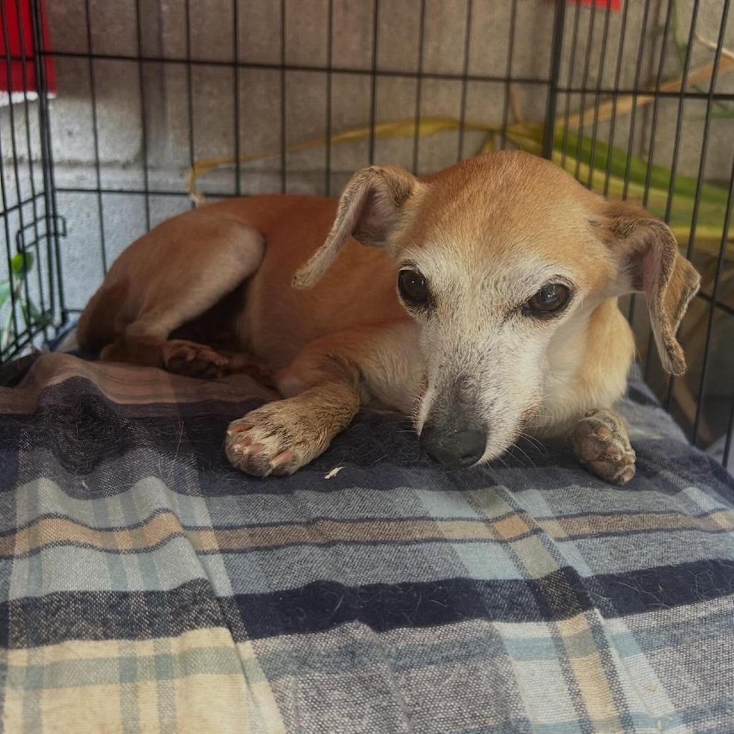 Enlarge Wilbur, a Adoptable mixed breed in Rochester, MN image 3/6