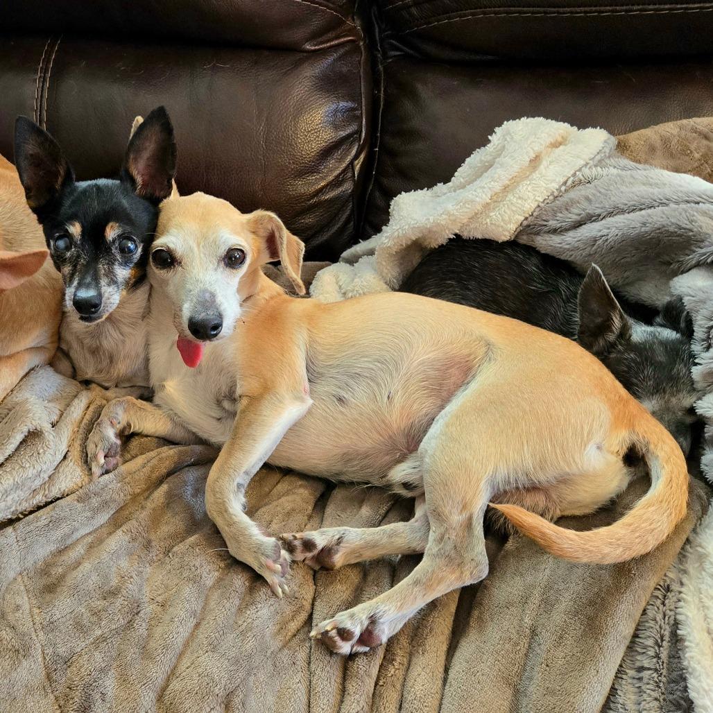 Enlarge Wilbur, a Adoptable mixed breed in Rochester, MN image 4/6