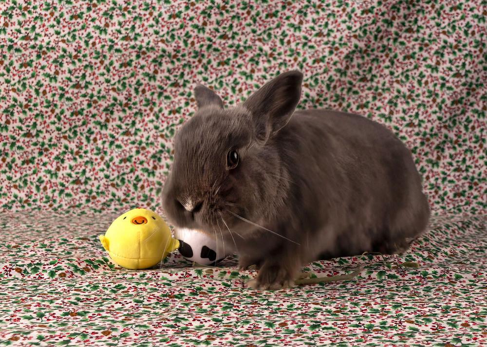 Enlarge Spirit, a Adoptable Polish in Deltona, FL image 2/3