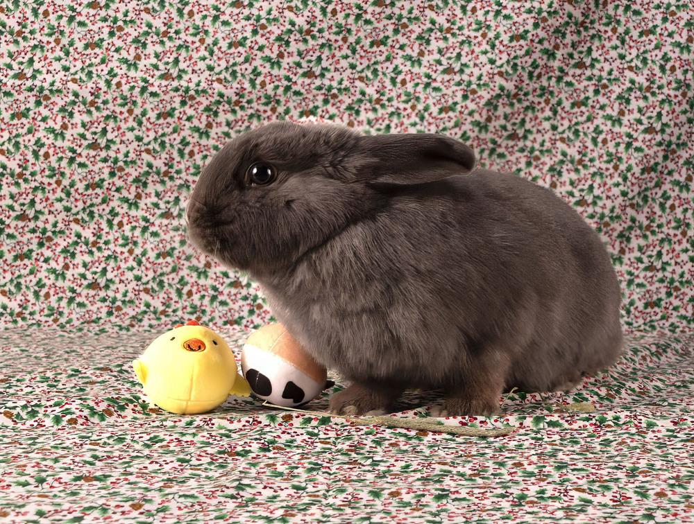 Spirit, Adoptable, Adult Female Polish.