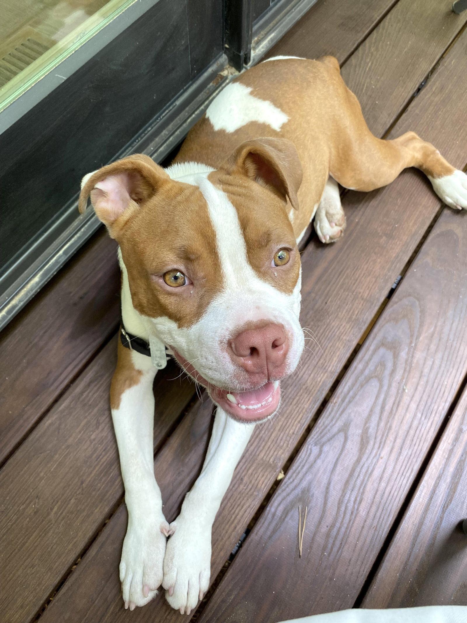 Turks, Adoptable, Young Male Mixed Breed.