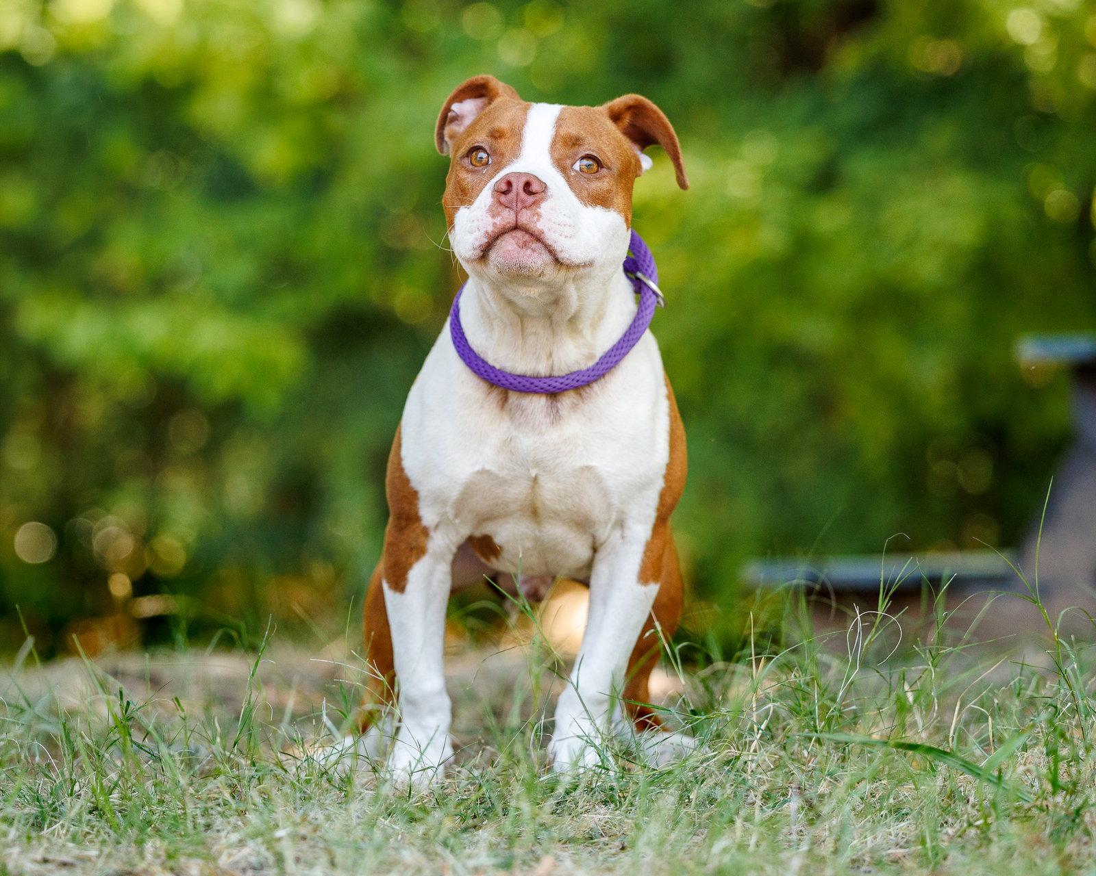 Turks, a Adoptable Mixed Breed in Durham, NC image 2/3