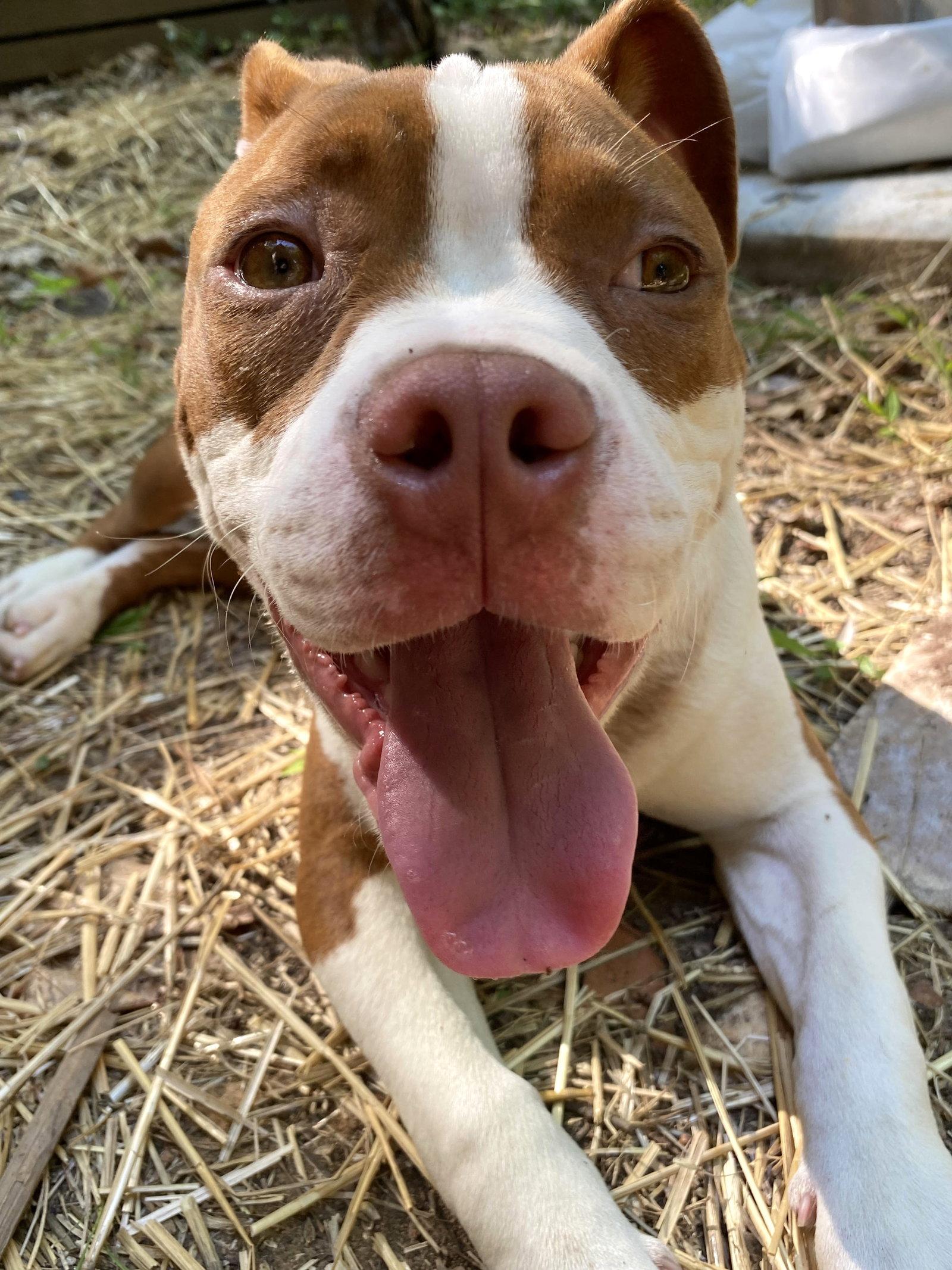 Turks, a Adoptable Mixed Breed in Durham, NC image 3/3
