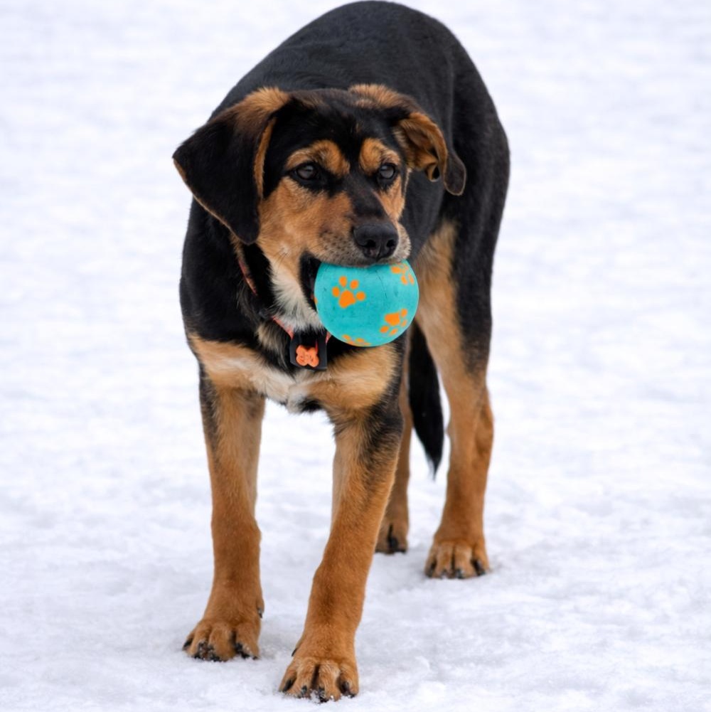 Enlarge Yanna, an adopted mixed breed in Cheboygan, MI image 3/6